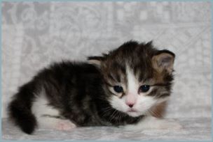 Female Siberian Kitten from Deedlebug Siberians